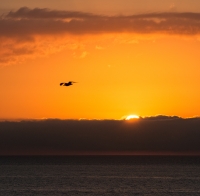 Seagull Sunrise, #2, Barcelona, 2010