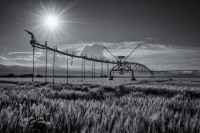 Doomed Wheat Field, #5 (Brontosaurus), Colorado, 2015