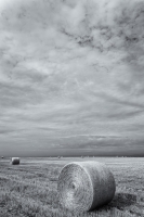 Rolled Field, Colorado, 2016