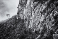 Twin Trees, Montserrat, Catalunya, 2024