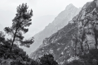 The Leaning Tree and La Santa Cova, Montserrat, Catalunya, 2024