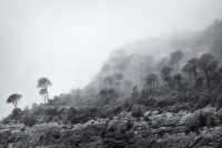 Three Trees in Mist, Montserrat, Catalunya, 2024