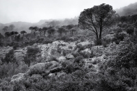 The Grove, in the rain, Montserrat, Catalunya, 2024