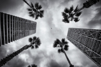 Olympic Towers and Palms, #2. Barcelona, 2019